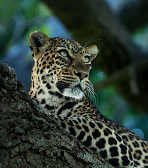 leopard on tree