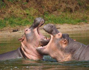 hippos playing in water