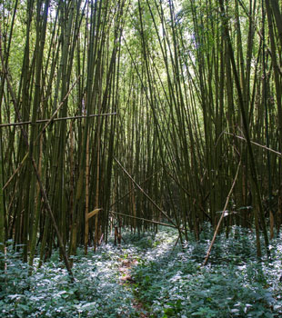 bamboo and reeds mash