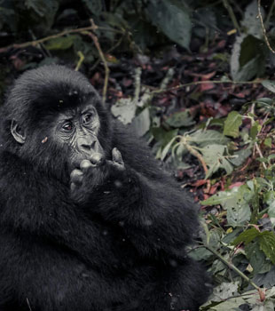 relaxed chimp in the wild