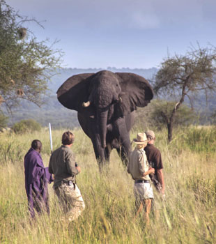 encounter with elephant on nature walk