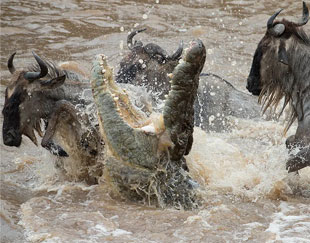 crocodile and wilderbeest dance in the mara river