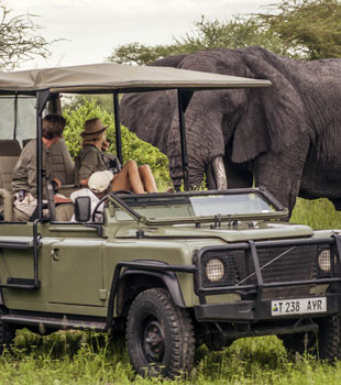 encounter with elephant on safari